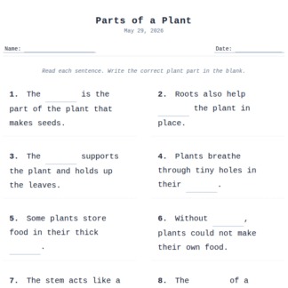 1st Grade Parts of A Plant