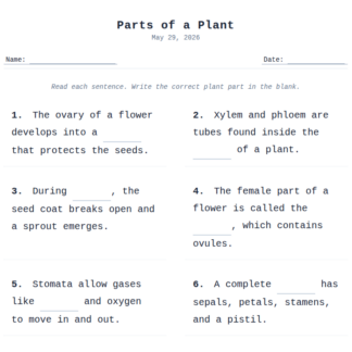 3rd Grade Parts of A Plant